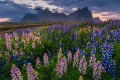 Blaue und rosafarbene Lupinenblüten vor dem imponierenden Berg Vestrahorn.