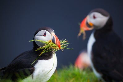 Two Atlantic Puffins during nesting season.