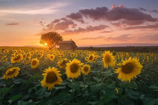 Provence Paradise | 6 Day Photo Tour in France