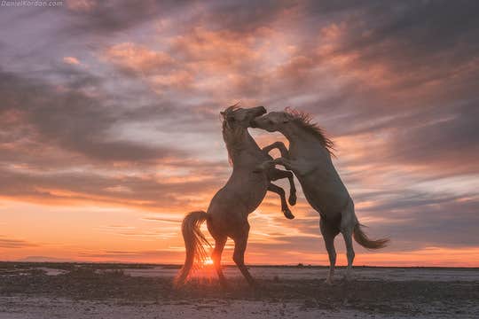 White Horses of Camargue | 5 Day Photo Tour in France