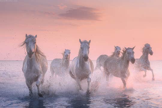 White Horses of Camargue | 5 Day Photo Tour in France