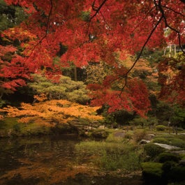 The colours of a Japanese autumn defy the imagination.