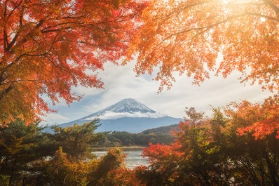 Mount Fuji, framed by the colours of fall.