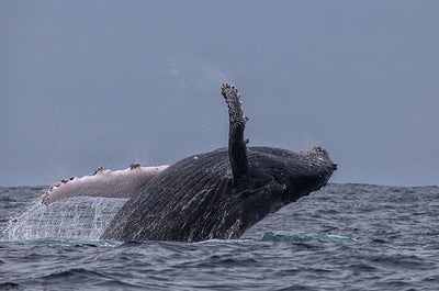 Arctic Photography Expedition to Svalbard - day 5