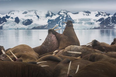 Arctic Photography Expedition to Svalbard - day 9