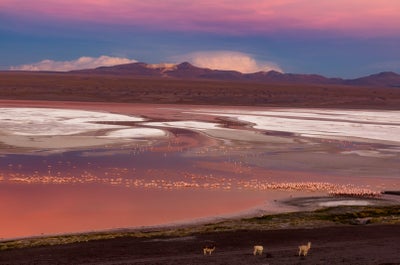Laguna Colorada is otherwise known as the Red Lagoon.