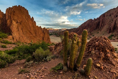 Photograph of a cactus in Bolivia.