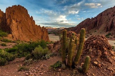 Photograph of a cactus in Bolivia.