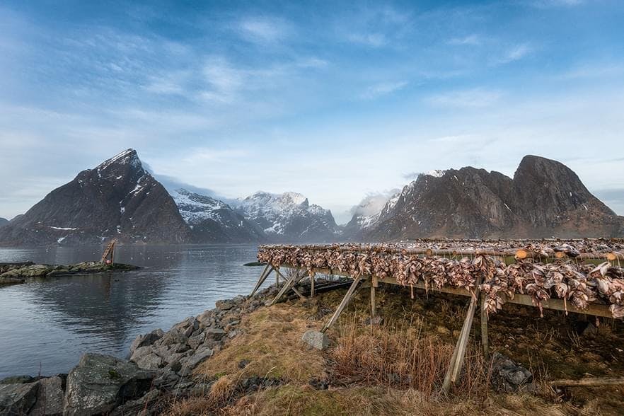 Dried fish in Lofoten