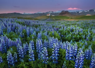 In estate, i lupini sono i protagonisti del paesaggio meridionale.