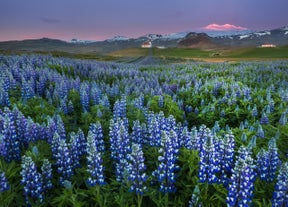 In the summertime, lupines dominate the landscape especially on the South Coast.