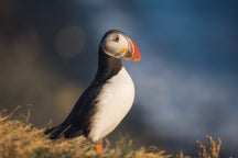 Wildlife Photography Tips