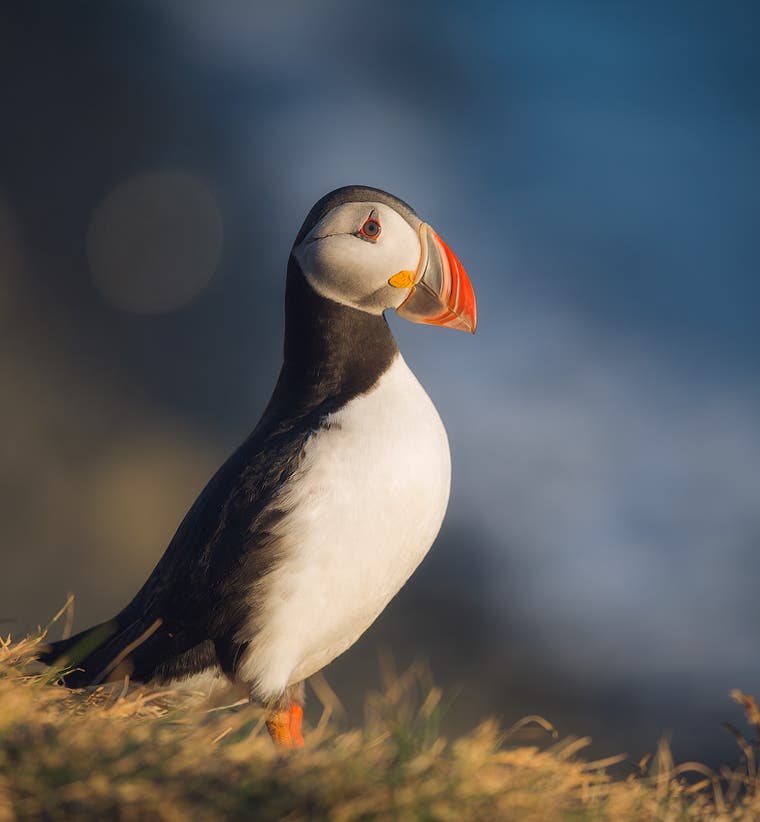 Wildlife Photography Tips