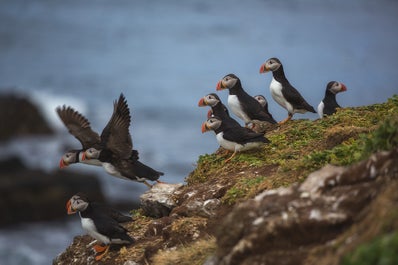 Macareux de l'Atlantique prennent leur envol.