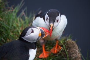 Atlantic Puffins leaning in for a kiss!