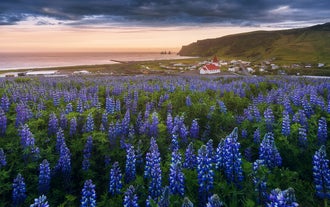 Während der Sommermonate sind weite Teile der isländischen Landschaft von Lupinen bedeckt.