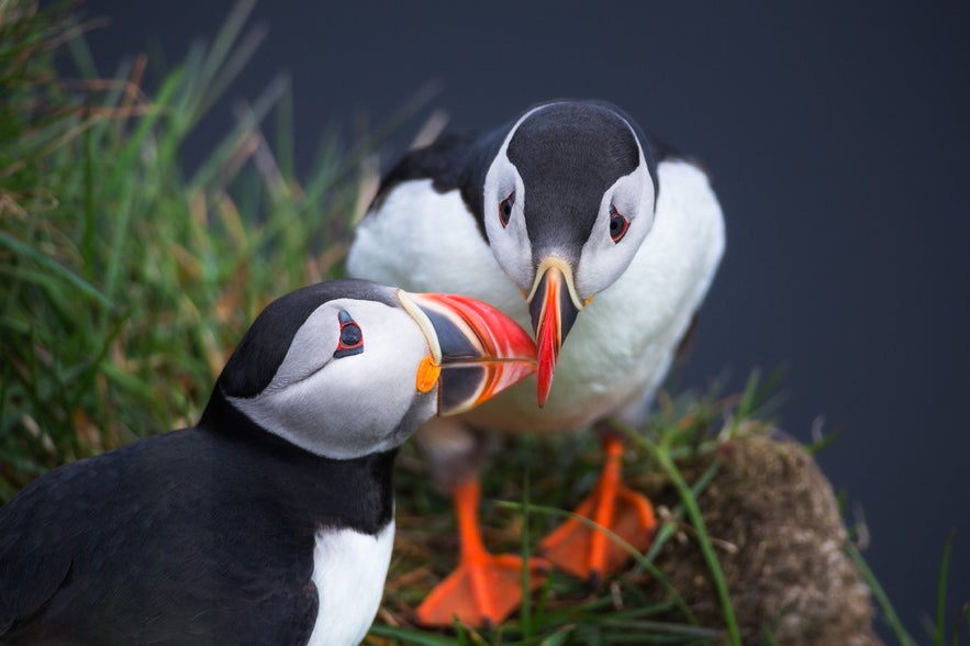 Where to Photograph Puffins in Iceland Where to Photograph Puffins in Iceland