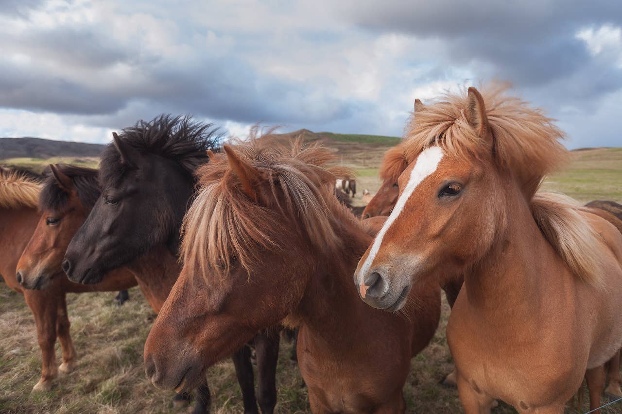 Photos of Horses in Iceland