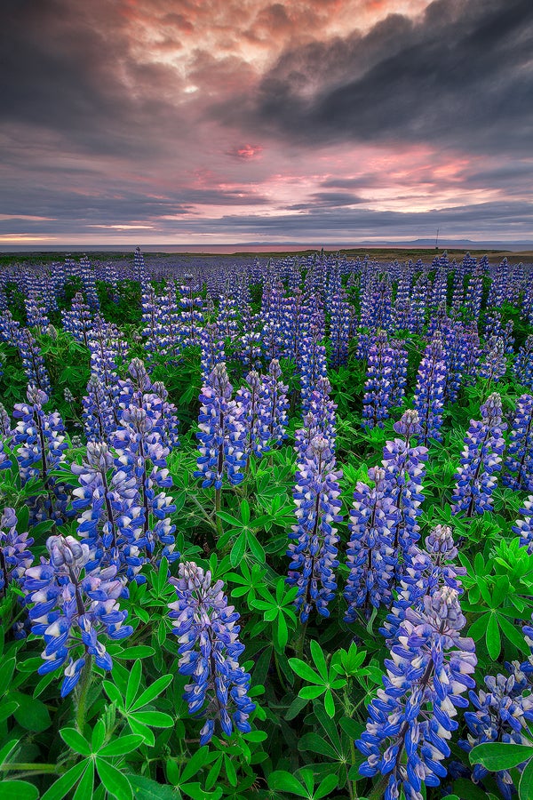 Blue lupine flowers cover much of the Icelandic landscape in the summer.