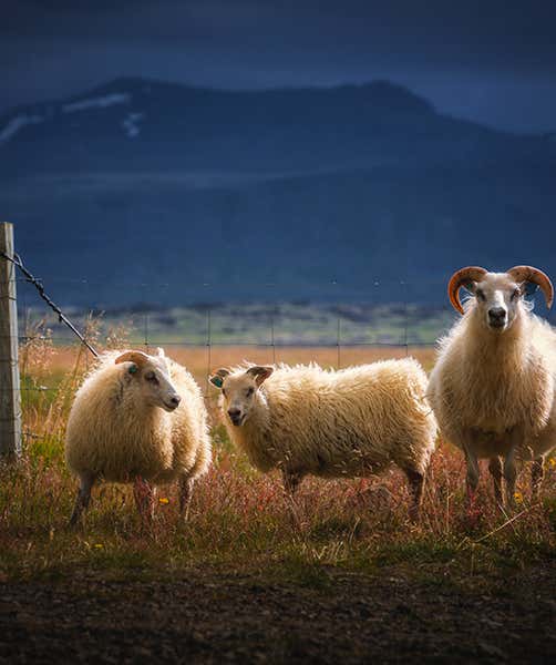 Photography in Iceland Through the Seasons