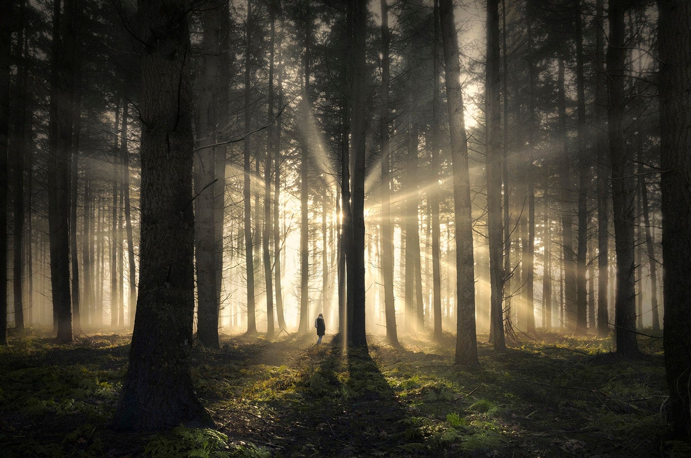 The Star - Photo by Rob Visser