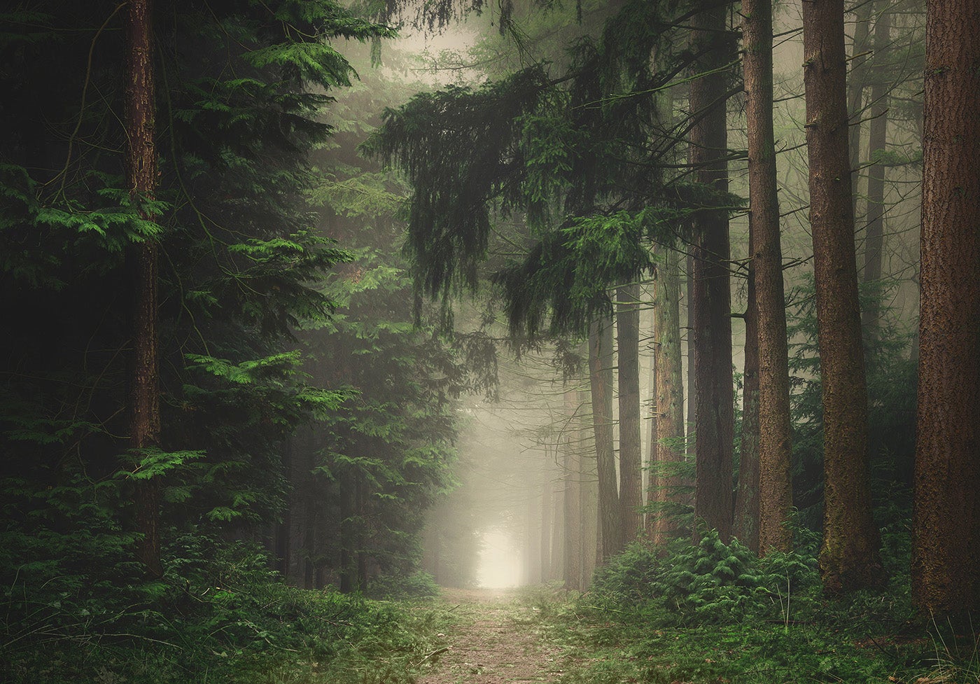 Mystique Pines - Photo by Rob Visser