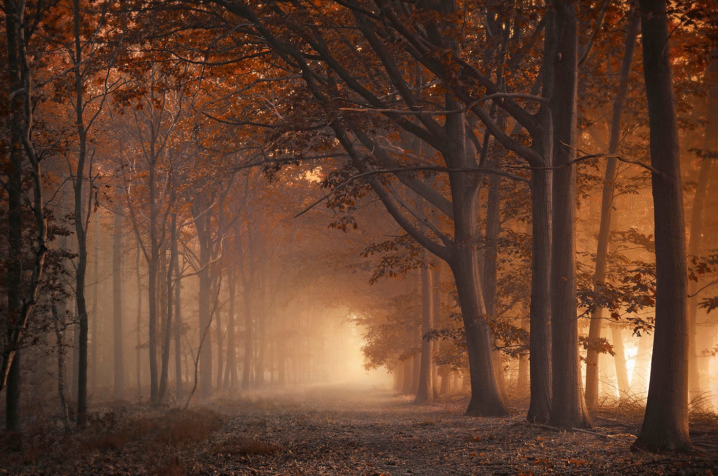 Golden Brown - Photo by Rob Visser
