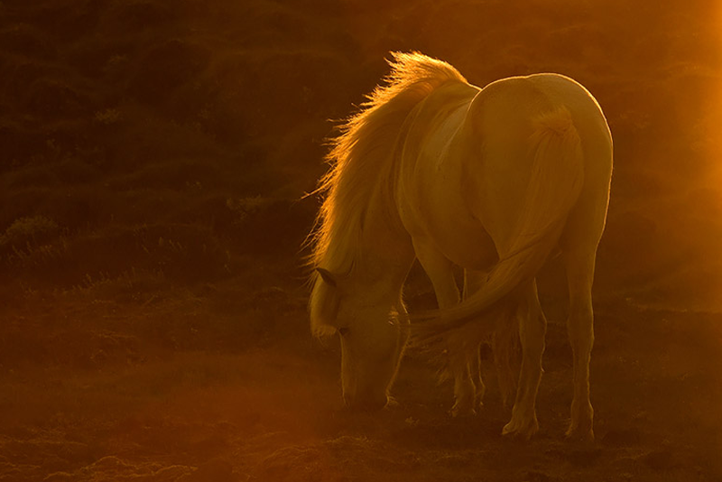 Icelandic Horse - Photo by Raymond Hoffman