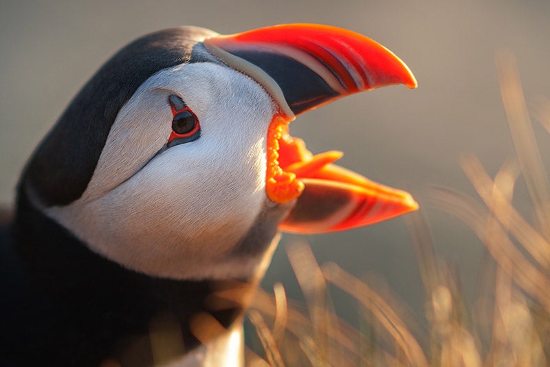 Puffin in Iceland - Photo by Raymond Hoffman