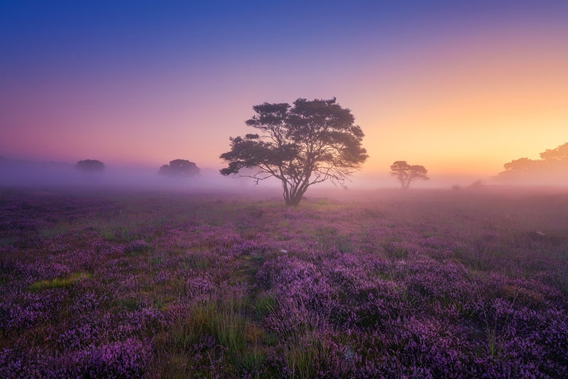 Mystery Morning. Photo by: 'Albert Dros'. Mystery Morning. Photo by: 'Albert Dros'.