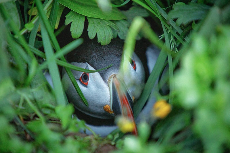 Puffin. Photo by: 'Siggi'.