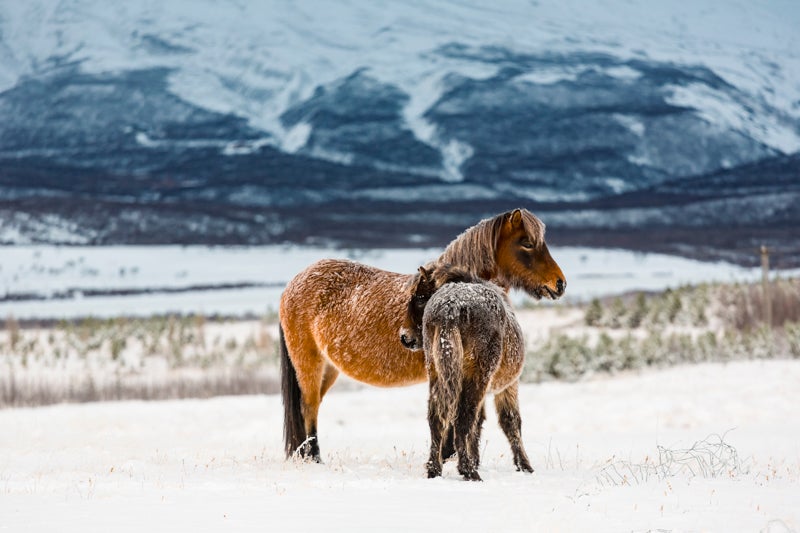 Icelandic Horses. Photo by: 'Bragi Kort'.
