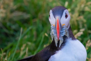 Complete Guide to Photographing Puffins in Iceland