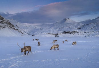 Wildlife Photography Guide | How to Shoot Great Pictures of Animals in Iceland