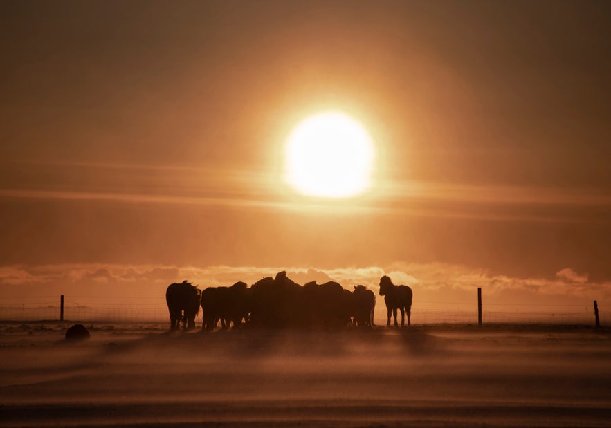Icelandic Horses Icelandic Horses