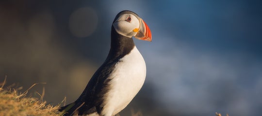 iceland photo tours iurie09 (1).jpg