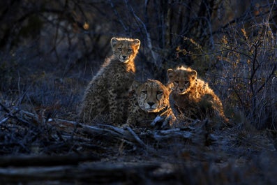 Namibia Wildlife Photography Tour - day 1