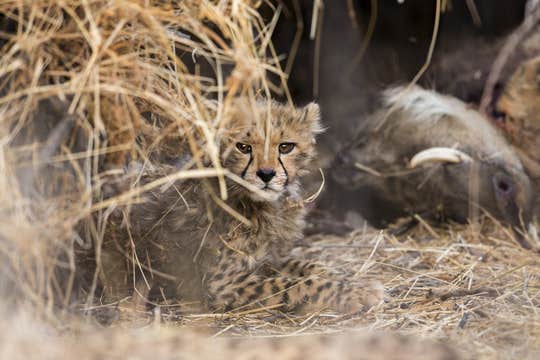 Namibia Wildlife Photography Tour