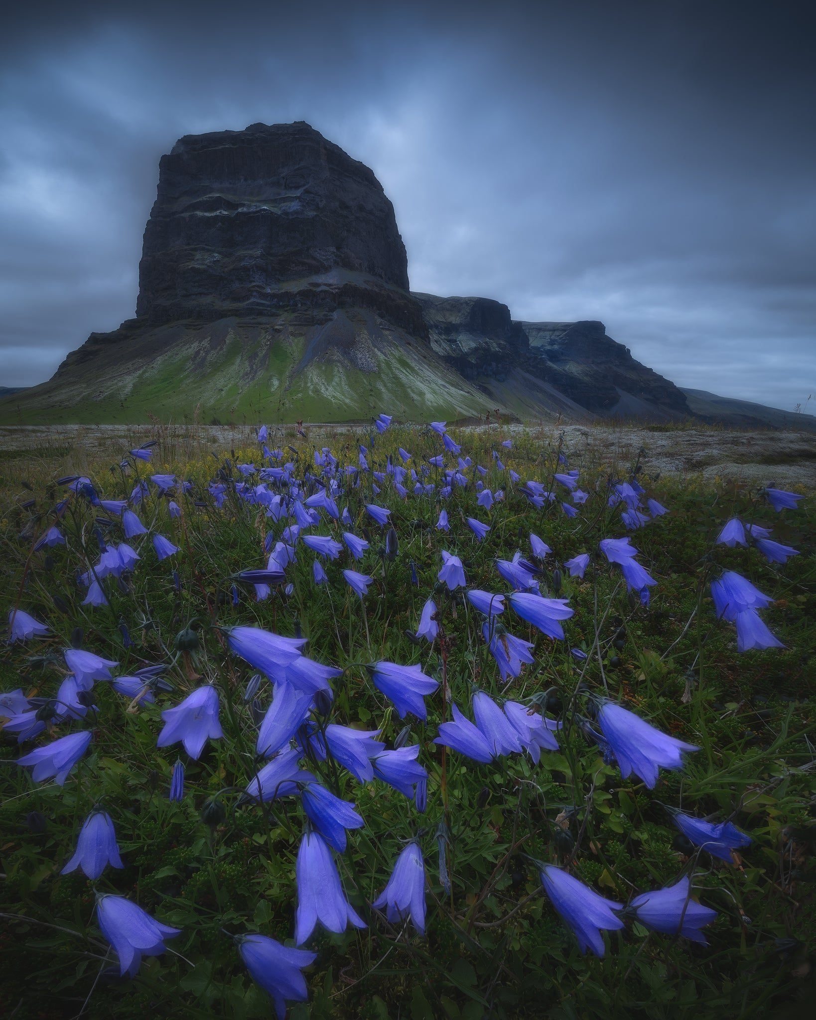 Where to Photograph Lupines and Wildflowers in Iceland
