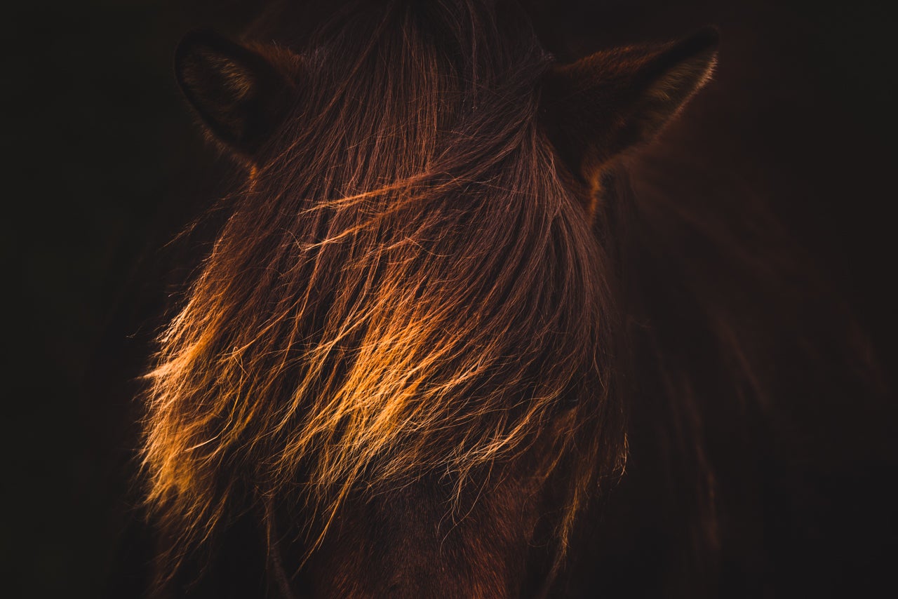 8 Tips for Photographing Fall Colours in Iceland