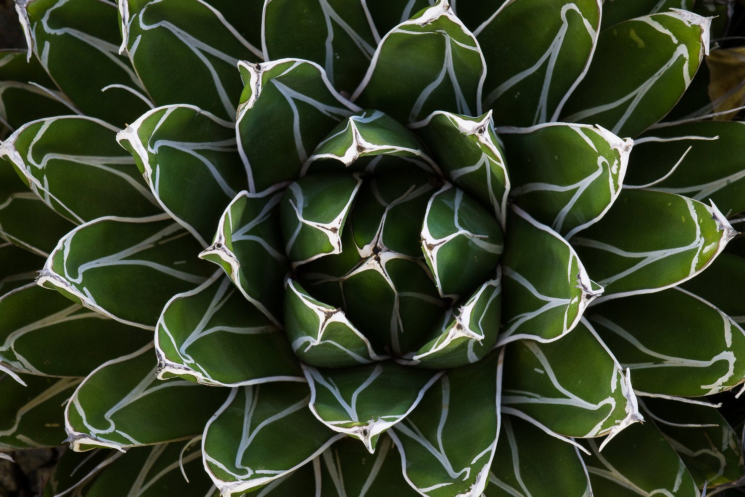 How to Become a Photographer