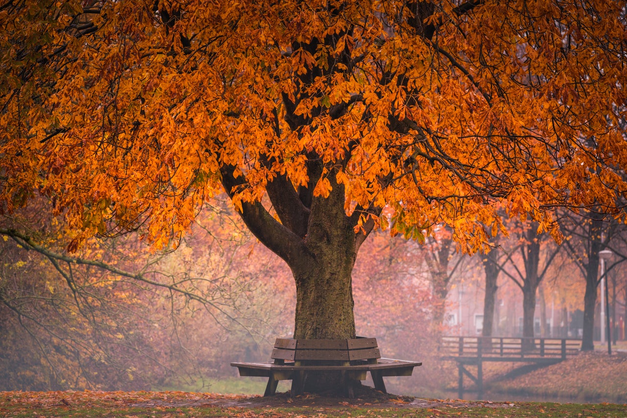 forest-albertdros14.jpg