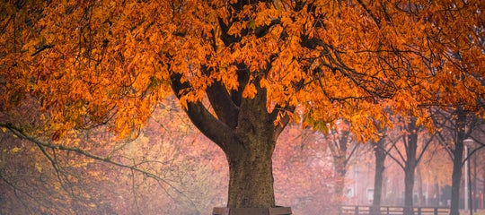 forest-albertdros14.jpg