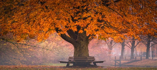forest-albertdros14.jpg