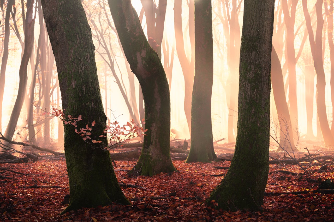 The Ultimate Forest Photography Guide