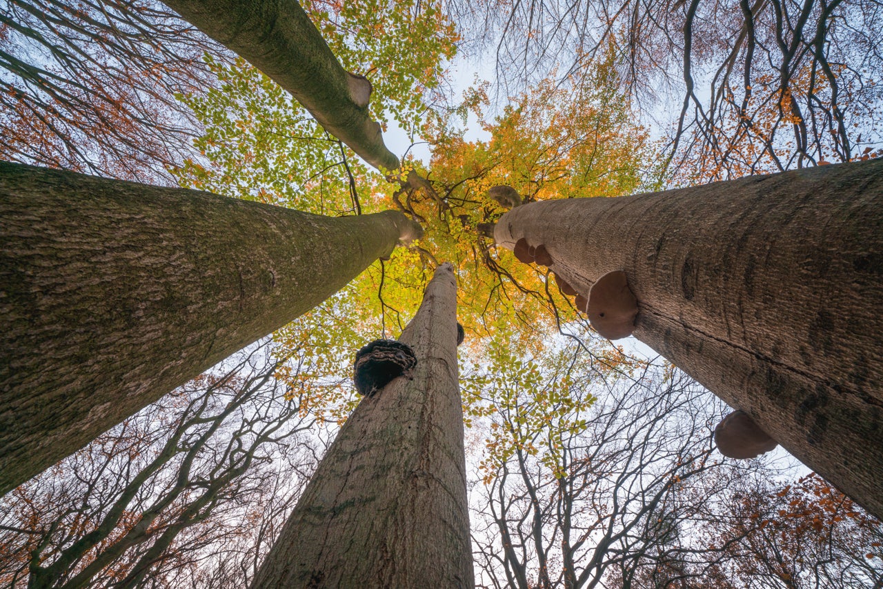 The Ultimate Forest Photography Guide