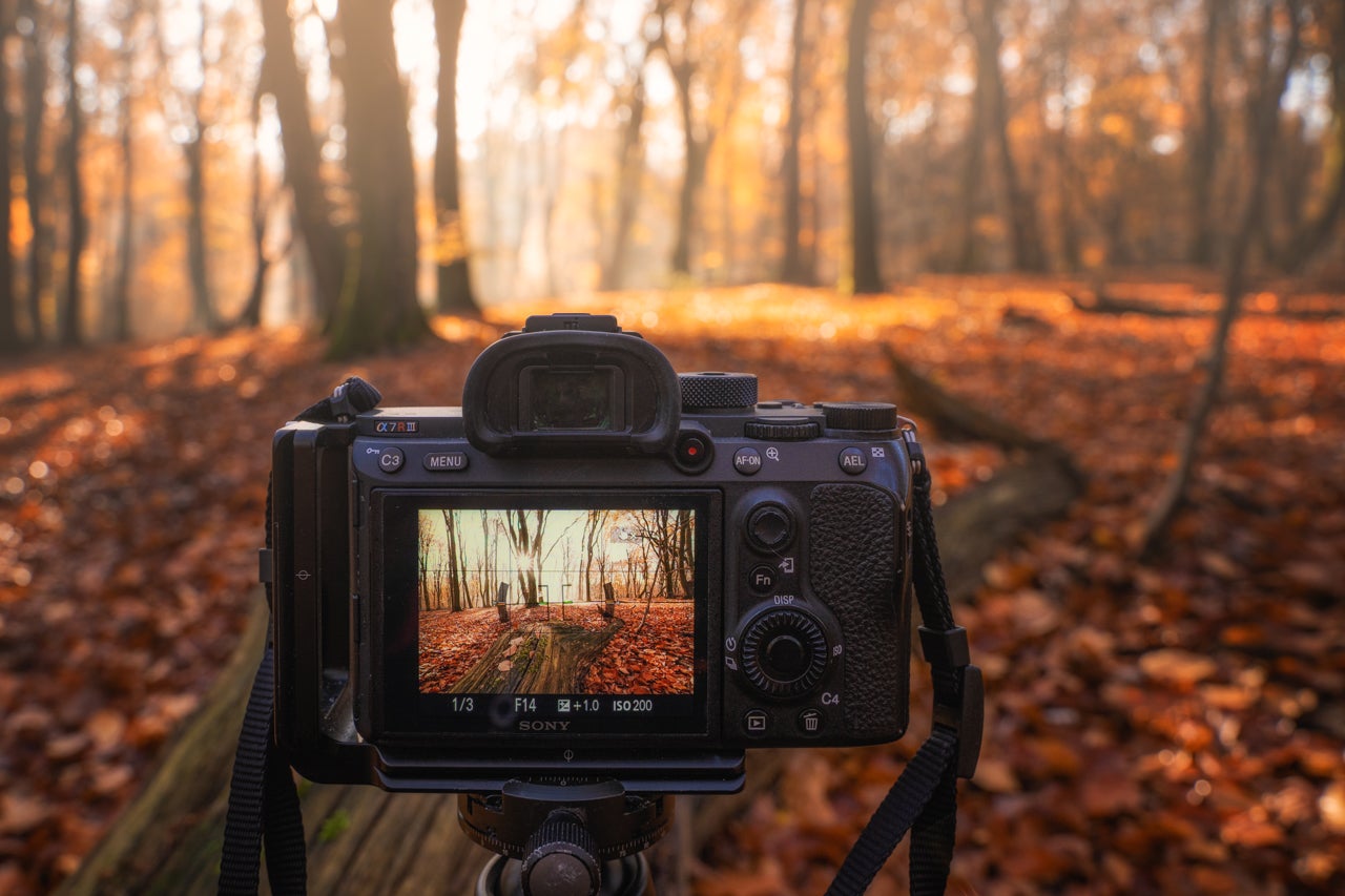 The Ultimate Forest Photography Guide
