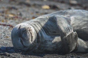 The Ultimate Guide to Animals in Antarctica