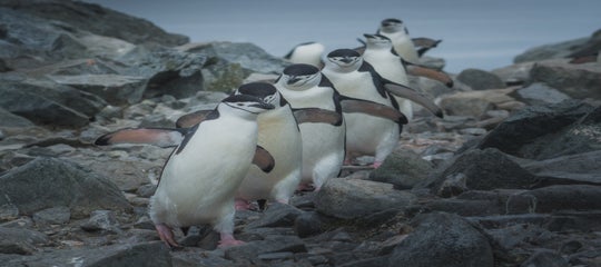 The Ultimate Guide to Photographing Penguins in Antarctica