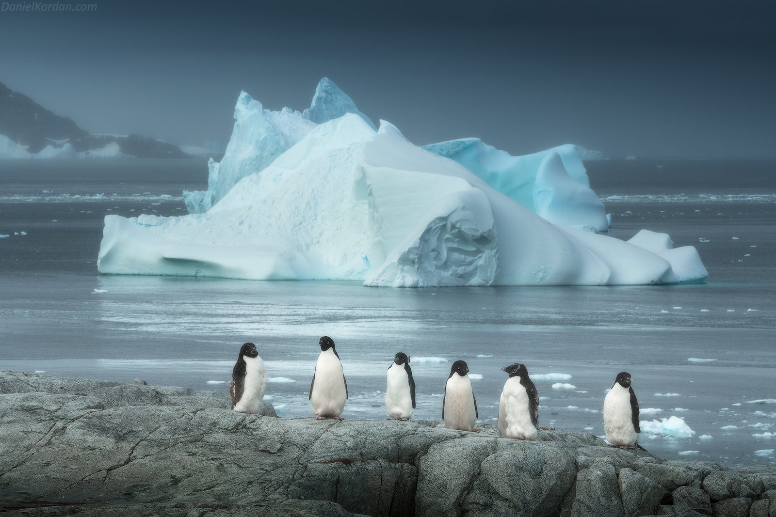 Adélie penguins have a tuxedo-like colouration. Adélie penguins have a tuxedo-like colouration.